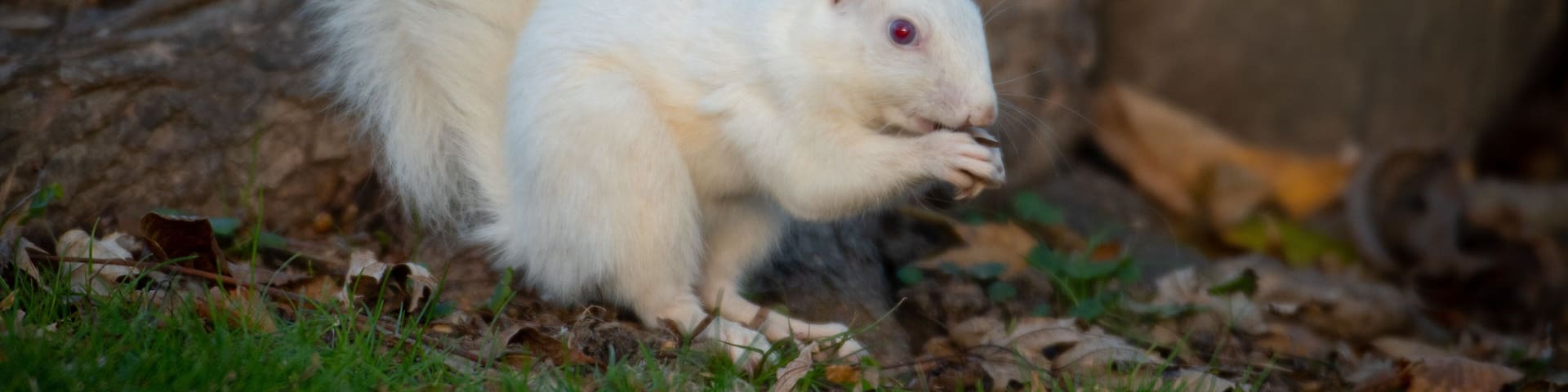 White squirrel in the woods