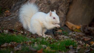 White squirrel in the woods