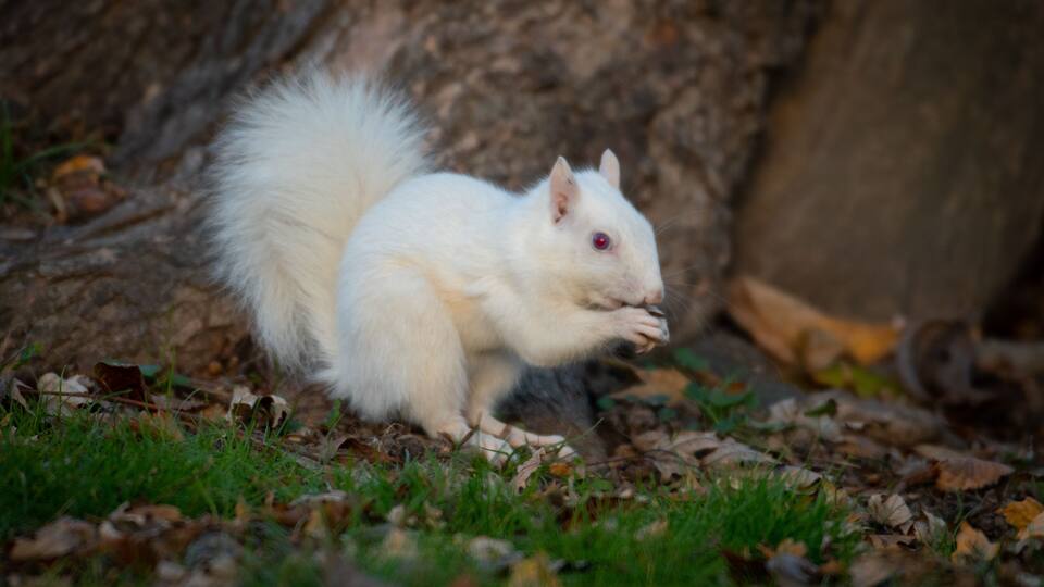 A white squirrel on the ground with leaves and grass.