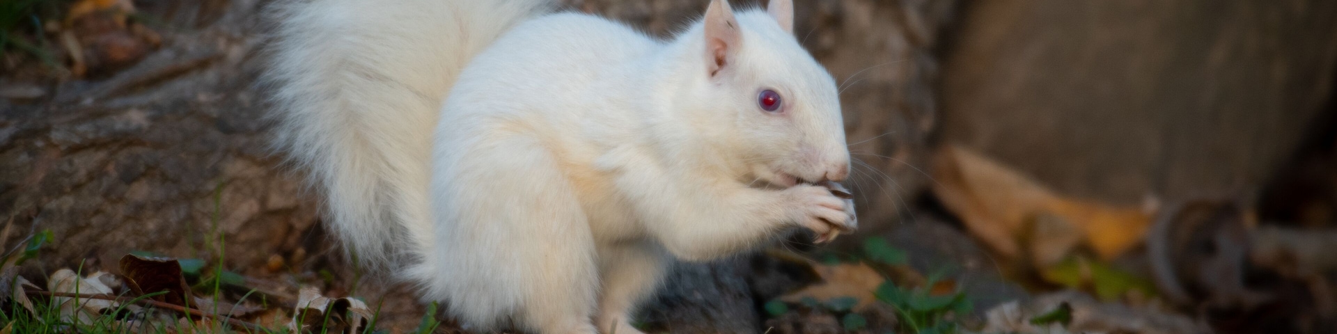 White squirrel in the woods