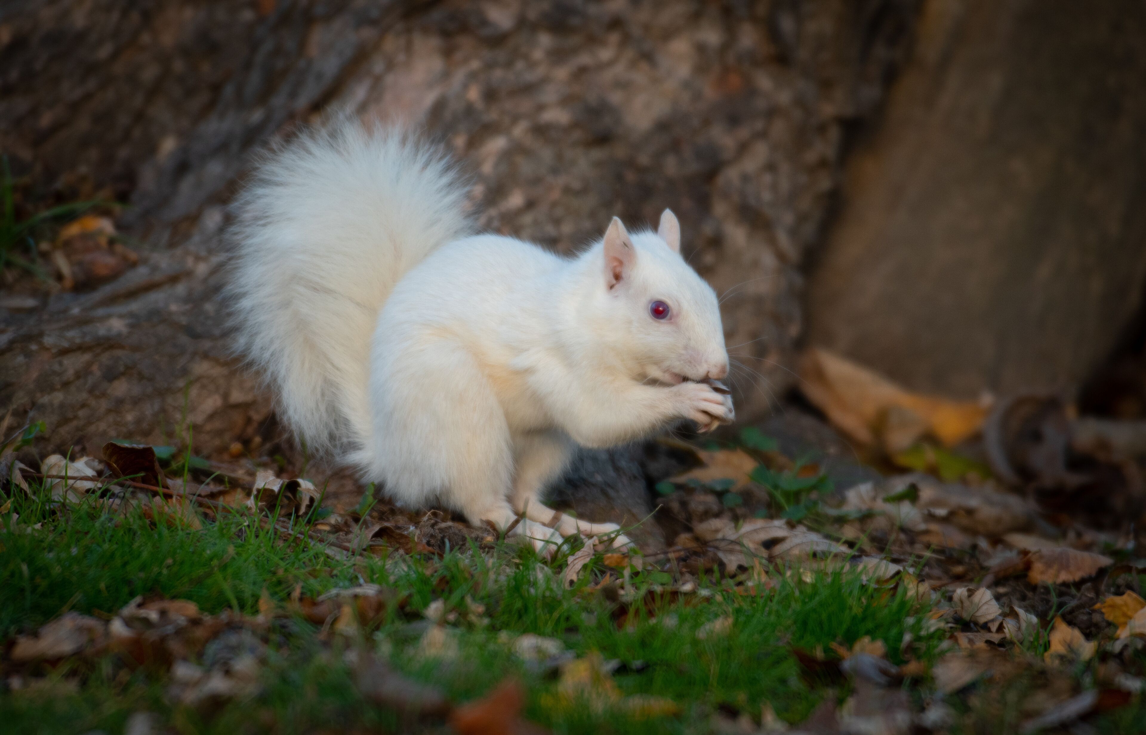 A white squirrel on the ground with leaves and grass.