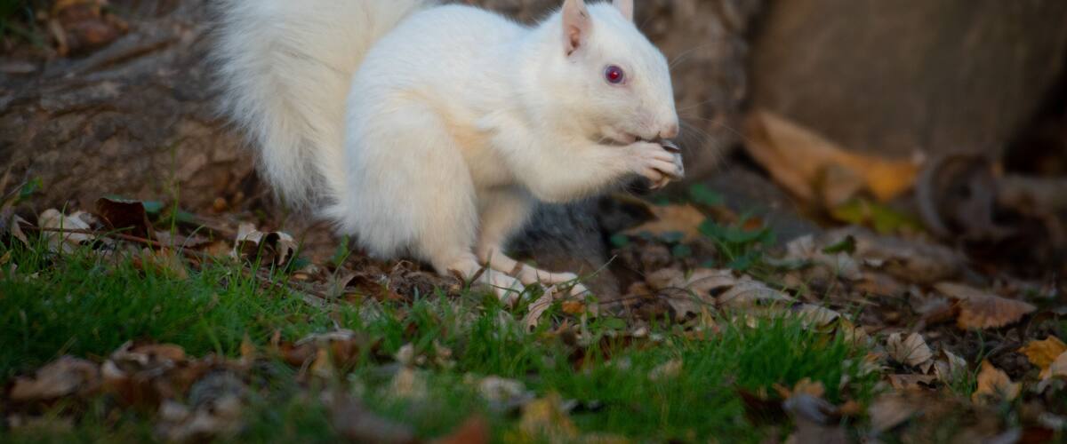 A white squirrel on the ground with leaves and grass.