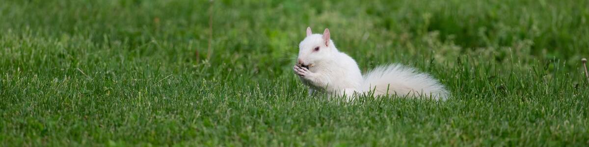 A white squirrel in a grassy field.