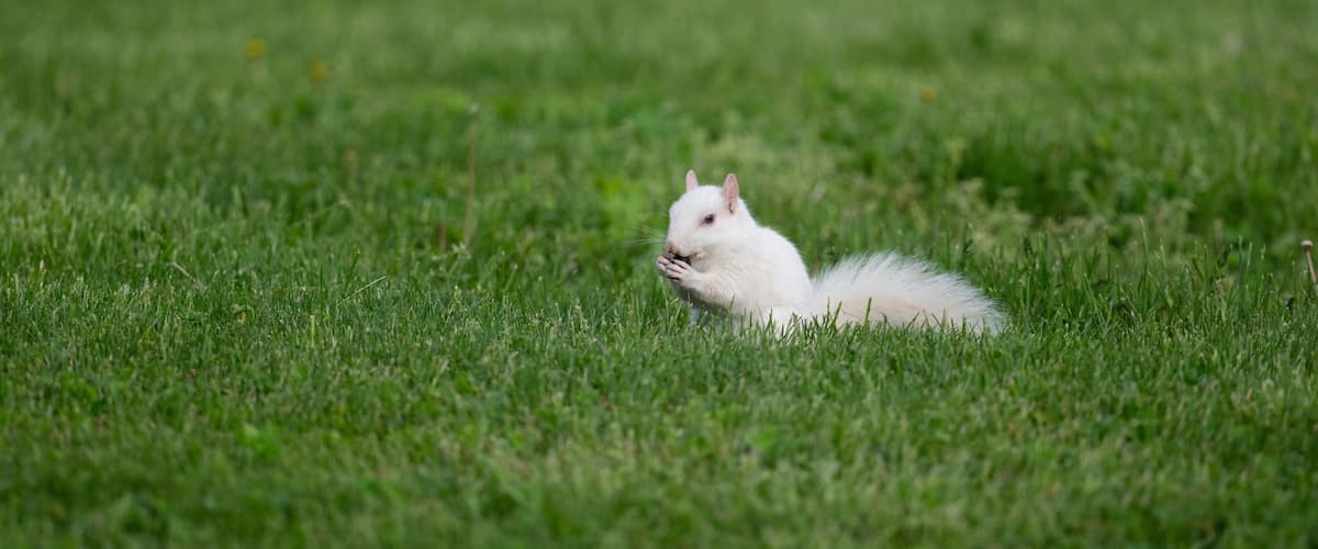 Een witte eekhoorn in een grasveld.