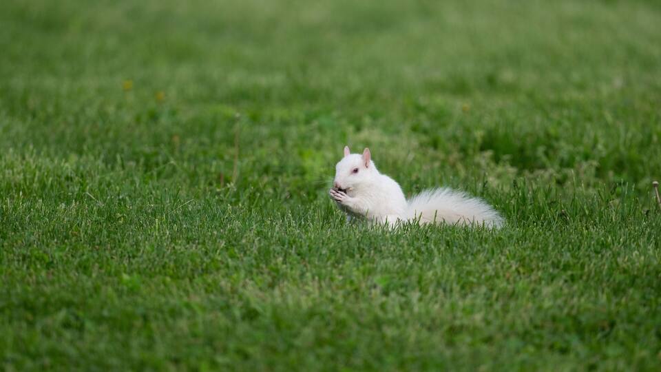 A white squirrel in a grassy field.