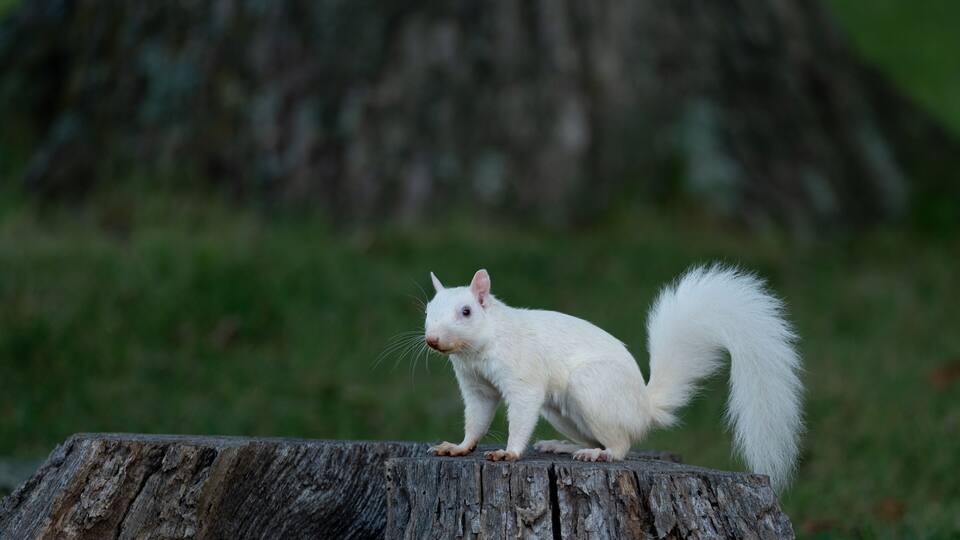 A white squirrel on a tree stump.