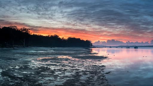 ليمون تري باسيج