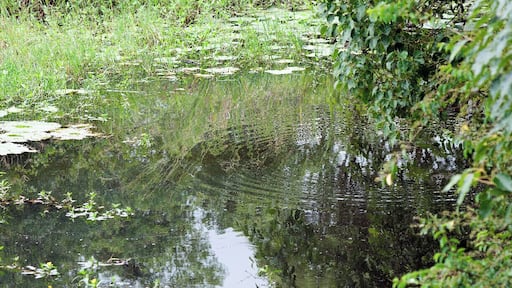 William Flick Lane - a seemingly nondescript place that's well worth a wander down. There's an old church, nice jacaranda trees and a forest littered with urban relics. There's also this nice pond with reflections. An overlooked part of the Byron Bay region that's well worth a visit.