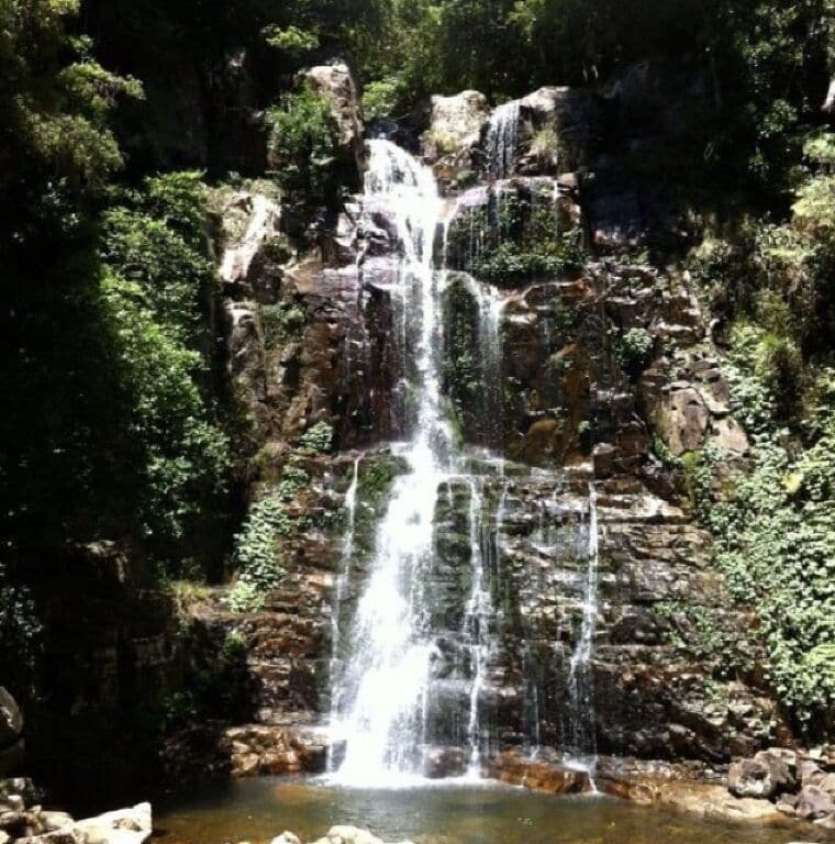 Rainforest Falls@Minnamurra