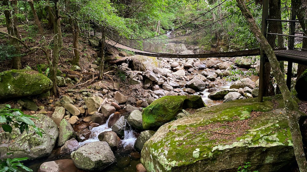 Suspension bridge over the rocky stream at Minnamurra Rainforest in Budderoo National Park, Jamberoo, NSW, Australia.