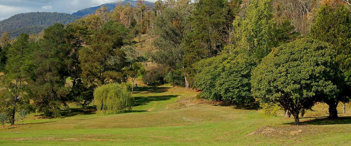 A lush green landscape with a variety of trees, a clear sky, and distant mountains.