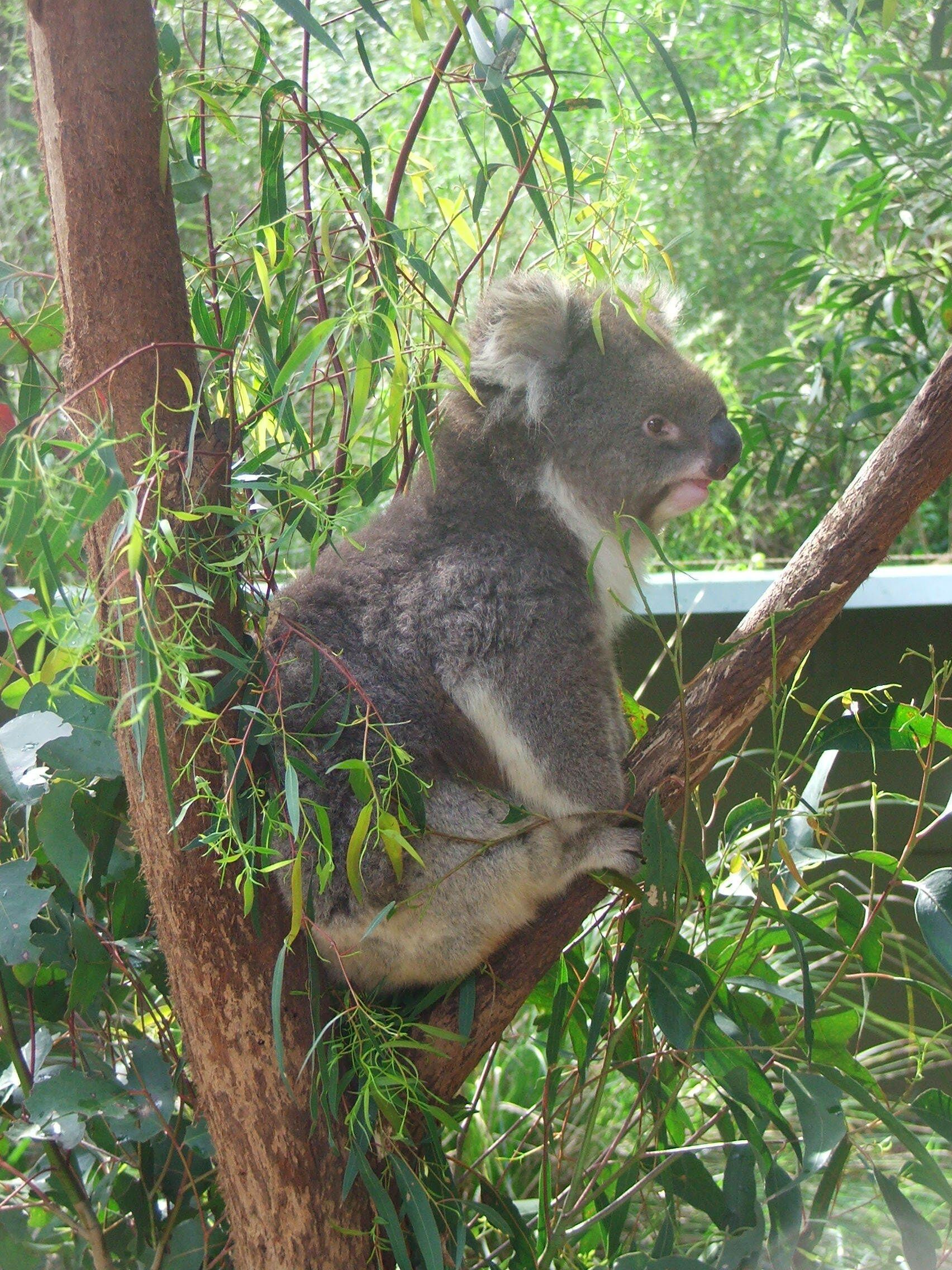#Healesville Sanctuary just outside of #Melbourne home to native #Australian #Animals

#koala, 

www.wyldfamilytravel.com