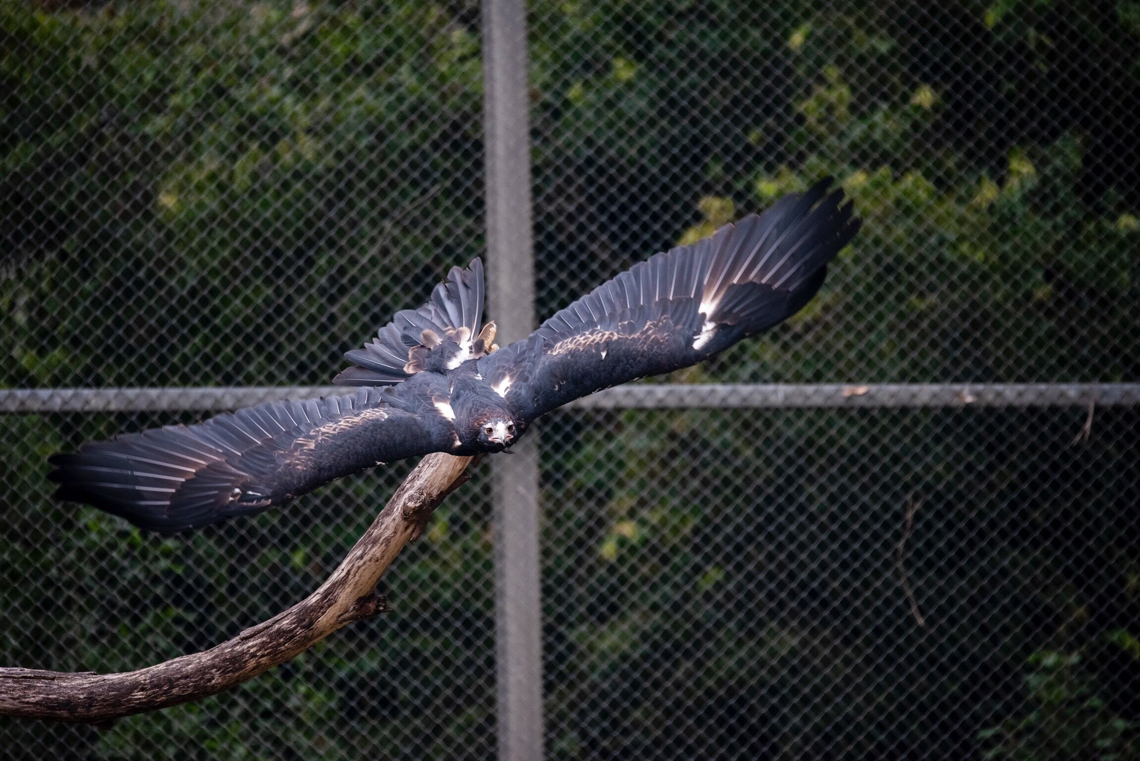 Had a great day out taking pictures at Healesville Sanctuary.  If you love wildlife and want an animal fix them this is the place to go, not a bad place to take a great pic or two either.