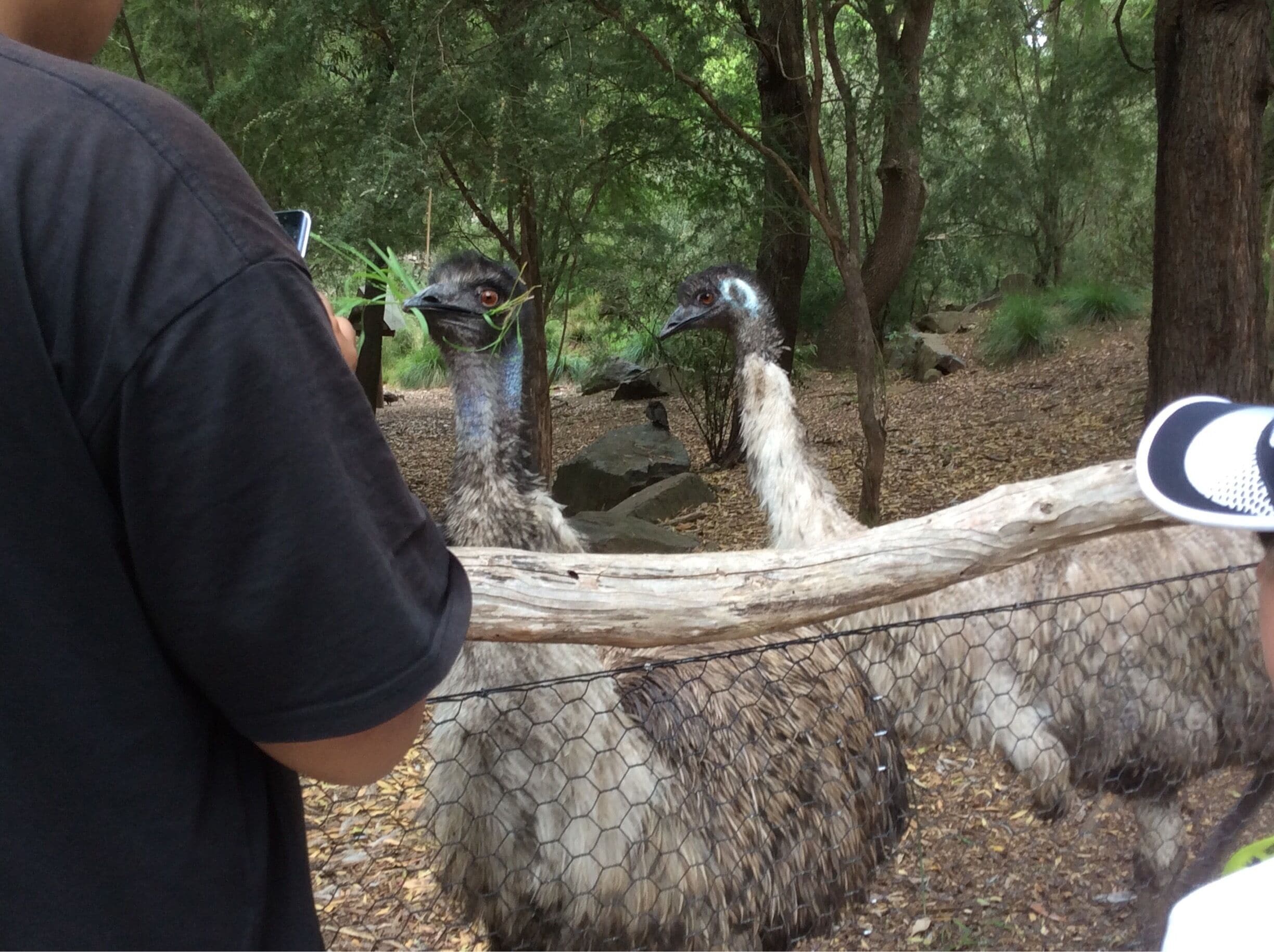 Emu on the mood for a photo