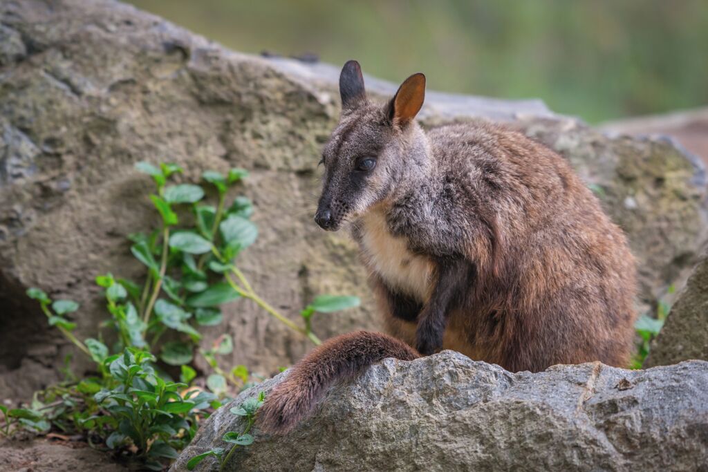 Rock Wallaby at Healesville Sanctuary, the Sanctuary holds a large variety of Australian wildlife in a beautiful natural setting. Nice place to spend a day.