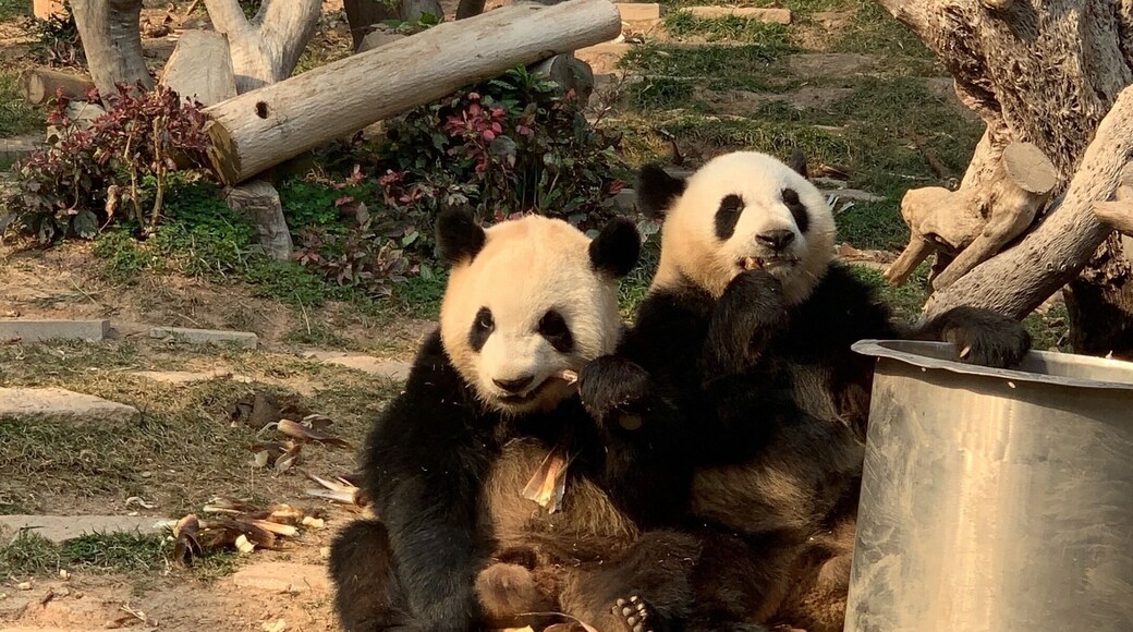 The best entertainers in Macau 🇲🇴 🐼🐼
Look at his eyes...