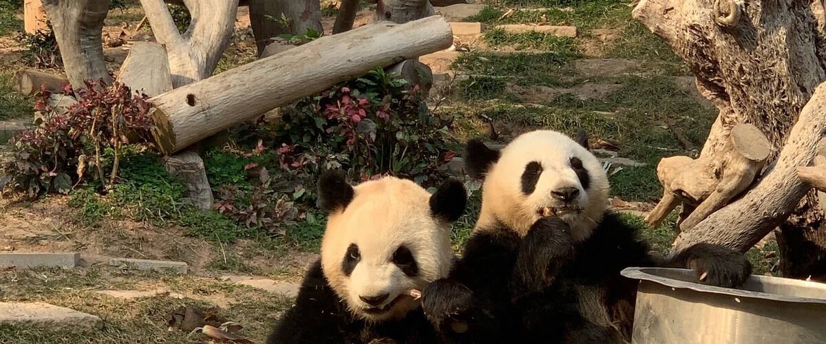 The best entertainers in Macau 🇲🇴 🐼🐼
Look at his eyes...
