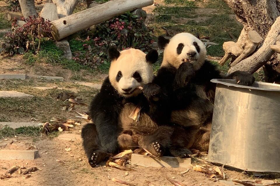 Two pandas sitting on the ground with a metal container nearby.