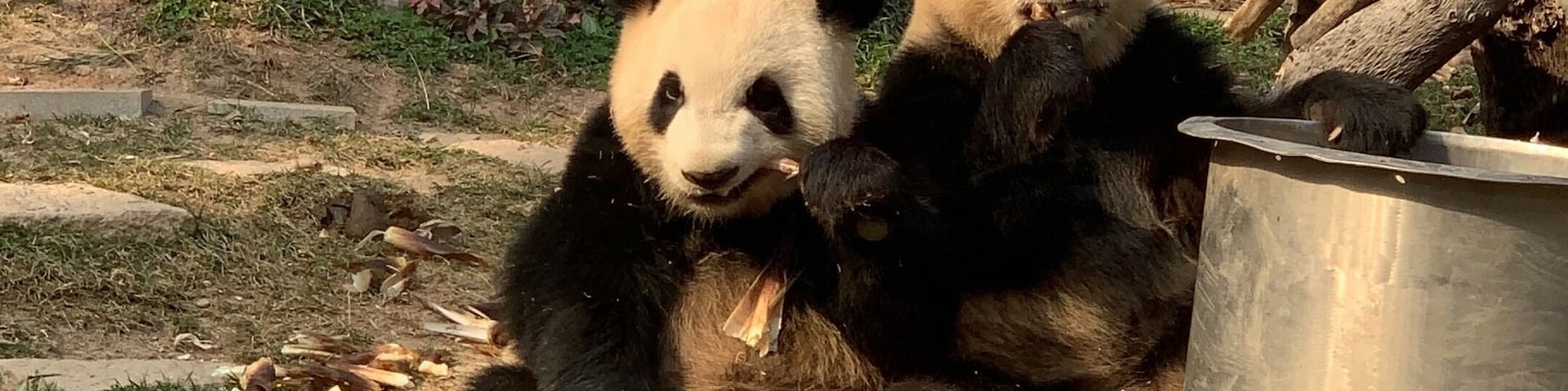 The best entertainers in Macau 🇲🇴 🐼🐼
Look at his eyes...