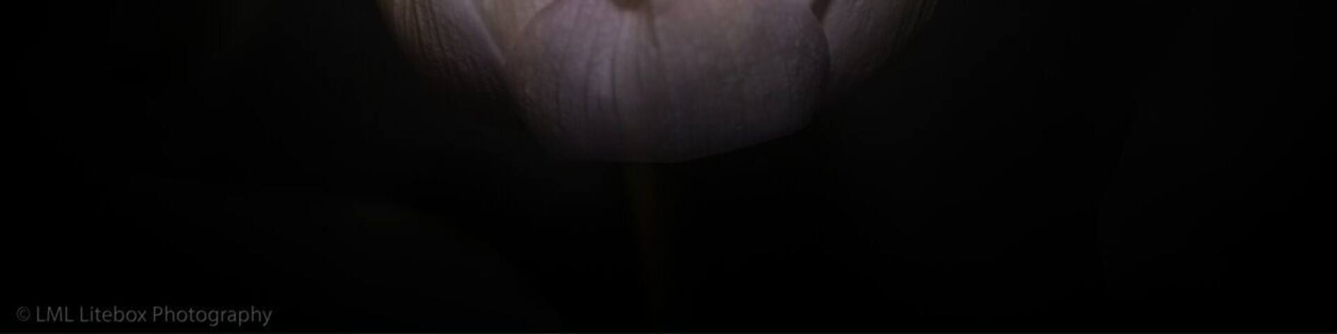 Festival of the Lotus -
The large lotus blossoms are in bloom. And the city has a festival to celebrate.
#macau #lotus #china