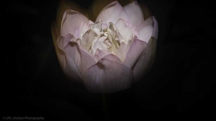 Festival of the Lotus -
The large lotus blossoms are in bloom. And the city has a festival to celebrate.
#macau #lotus #china