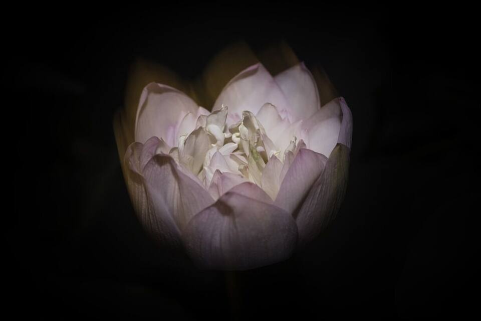 A close-up of a lotus flower with multiple petals.