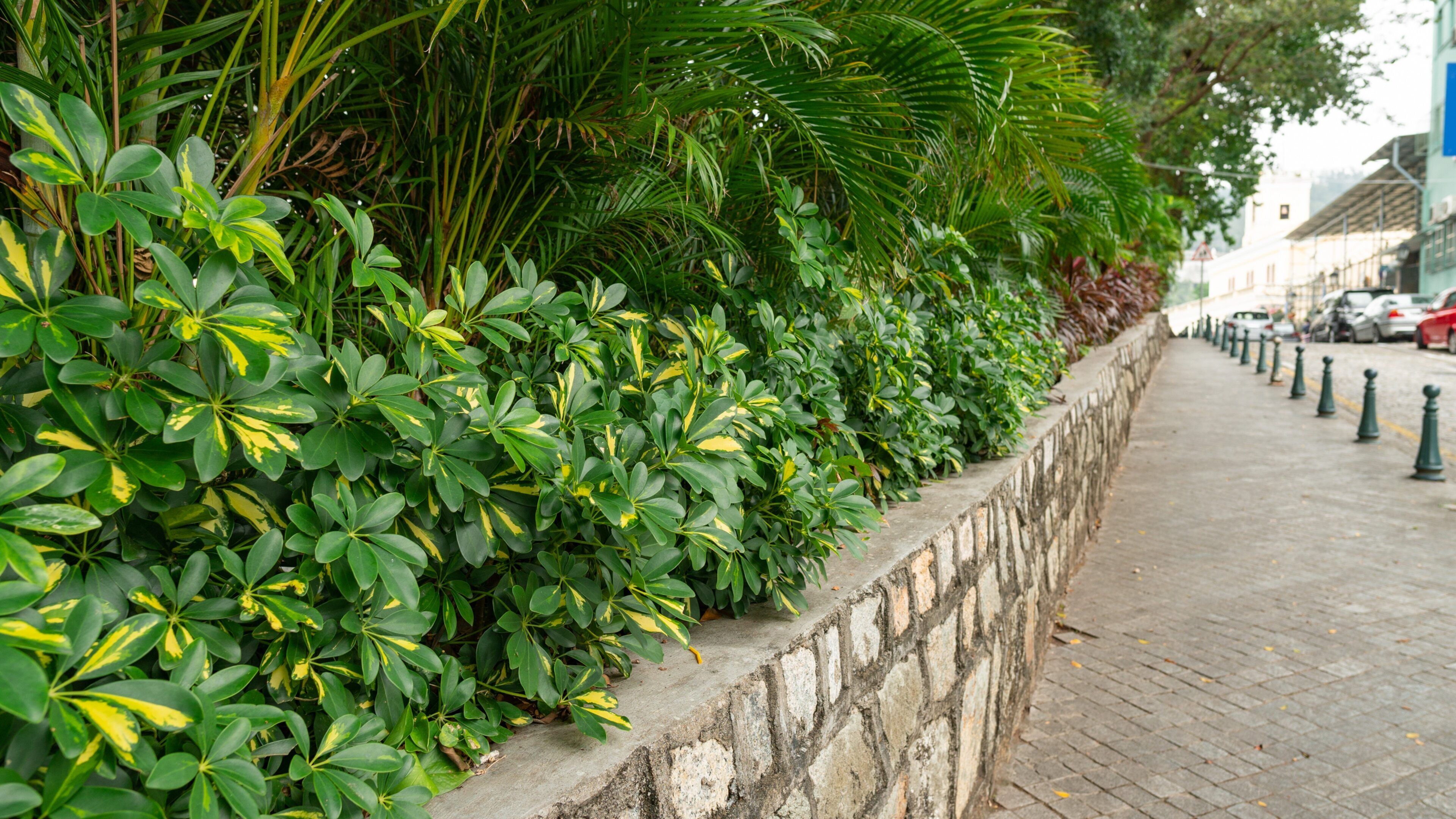 Taipa showing a garden