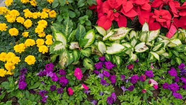 Taipa which includes wildflowers and a garden