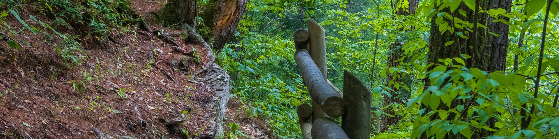 Un sendero arbolado con una valla de madera y un camino de tierra.