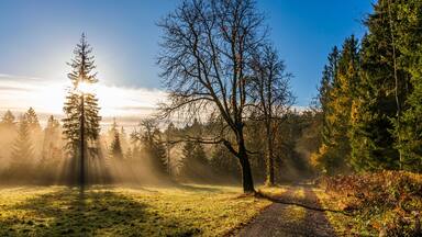 A forest path with sunlight filtering through trees.