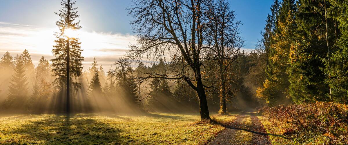 A forest path with sunlight filtering through trees.