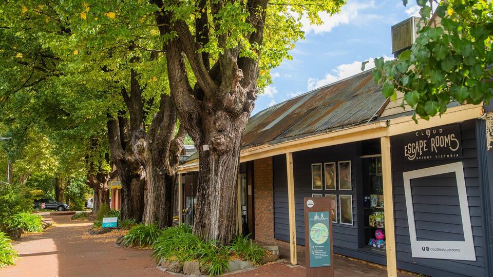 A street lined with large trees and a building labeled "Cloud Escape Rooms" in Bright Victoria.