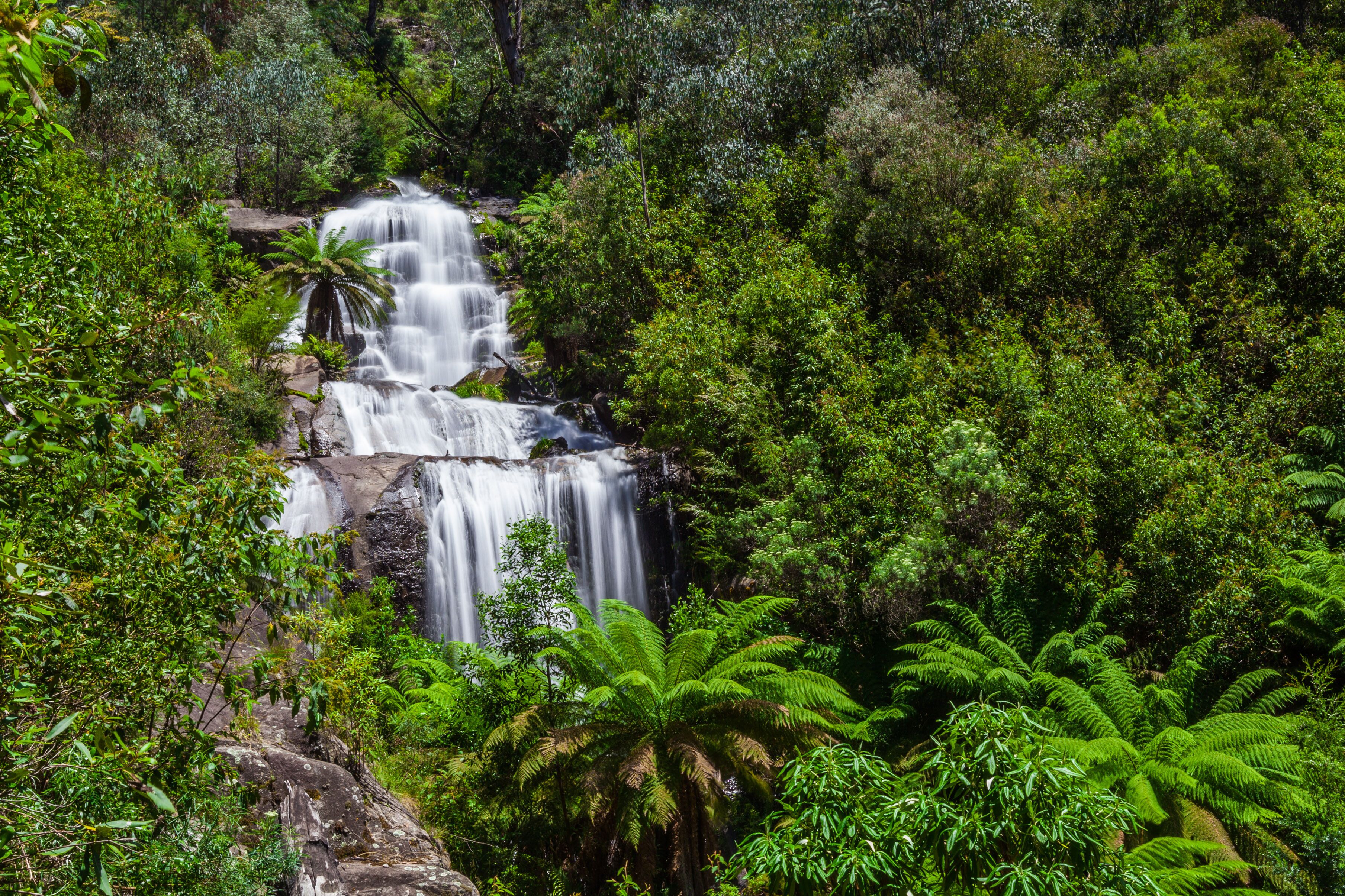 Una cascada escalonada rodeada de exuberante vegetación y helechos.