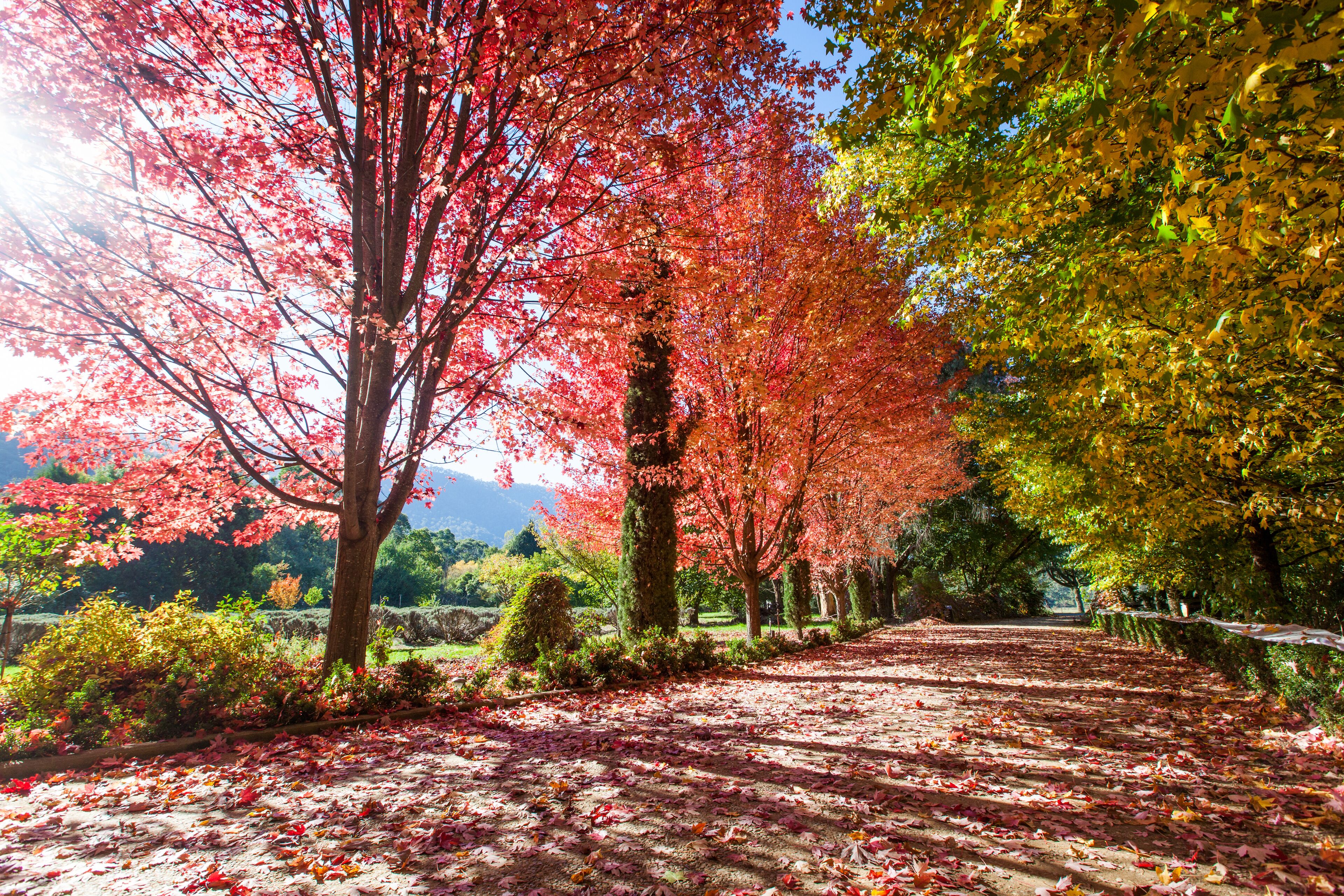 A pathway lined with trees displaying autumn foliage in shades of red and yellow.