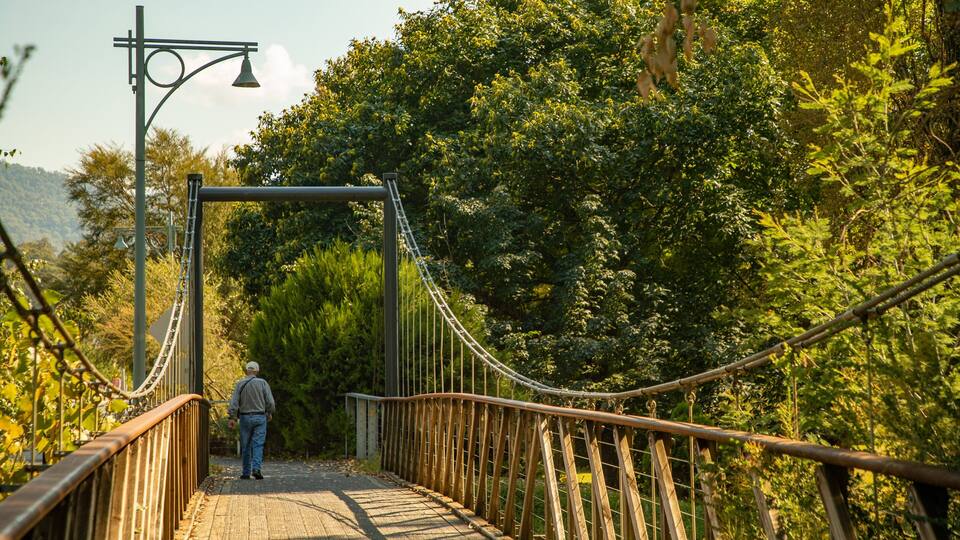 A pedestrian suspension bridge with a metal frame and wooden planks, surrounded by dense greenery and trees.
