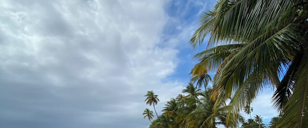A rocky beach with palm trees and the ocean.