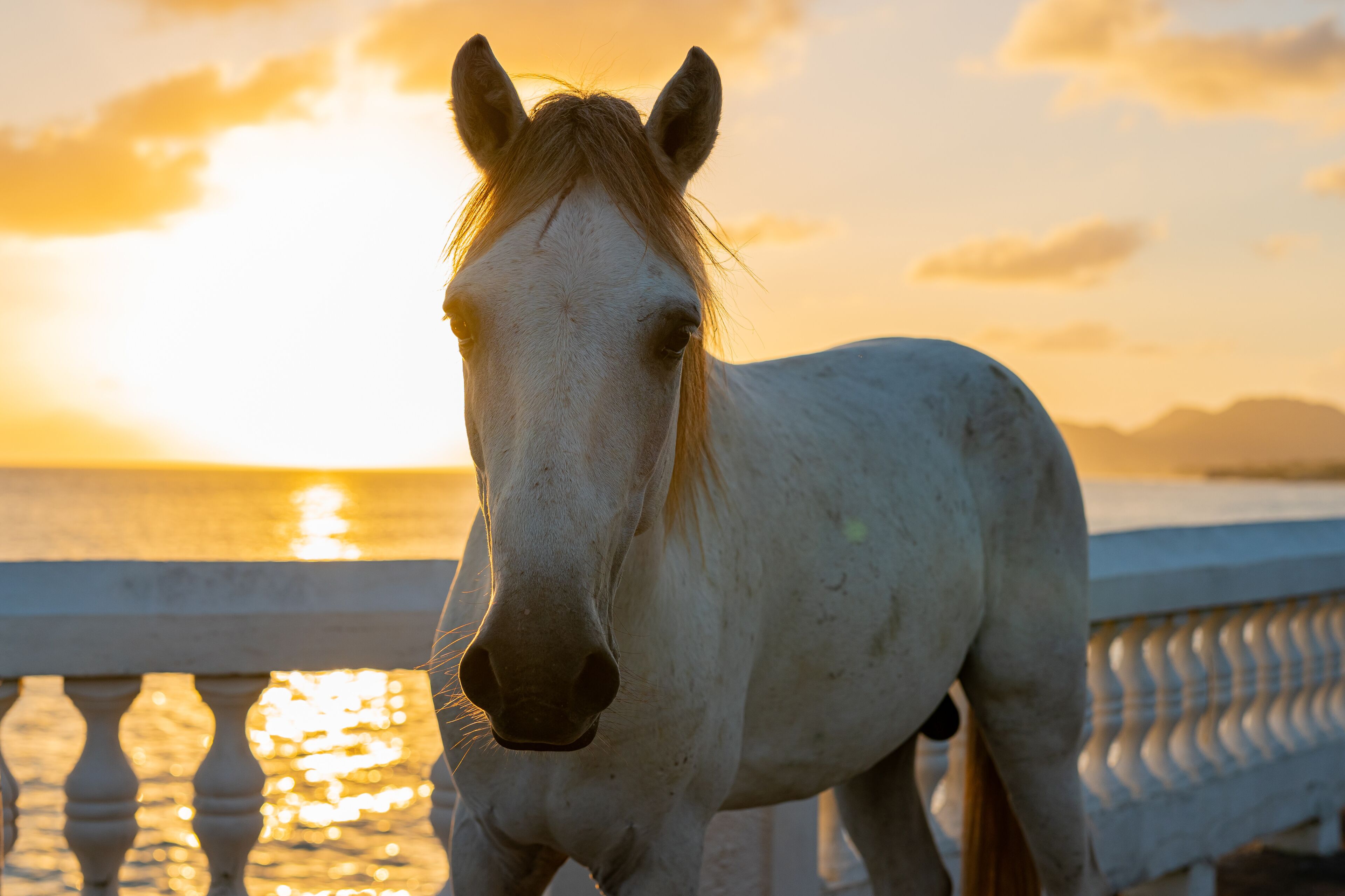 Vieques