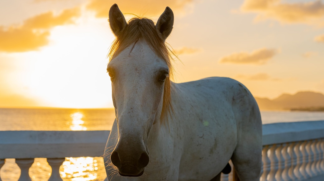 Vieques