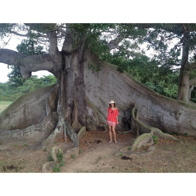 Massive 375 Year old tree with wavy root structure above the ground. Must see. 