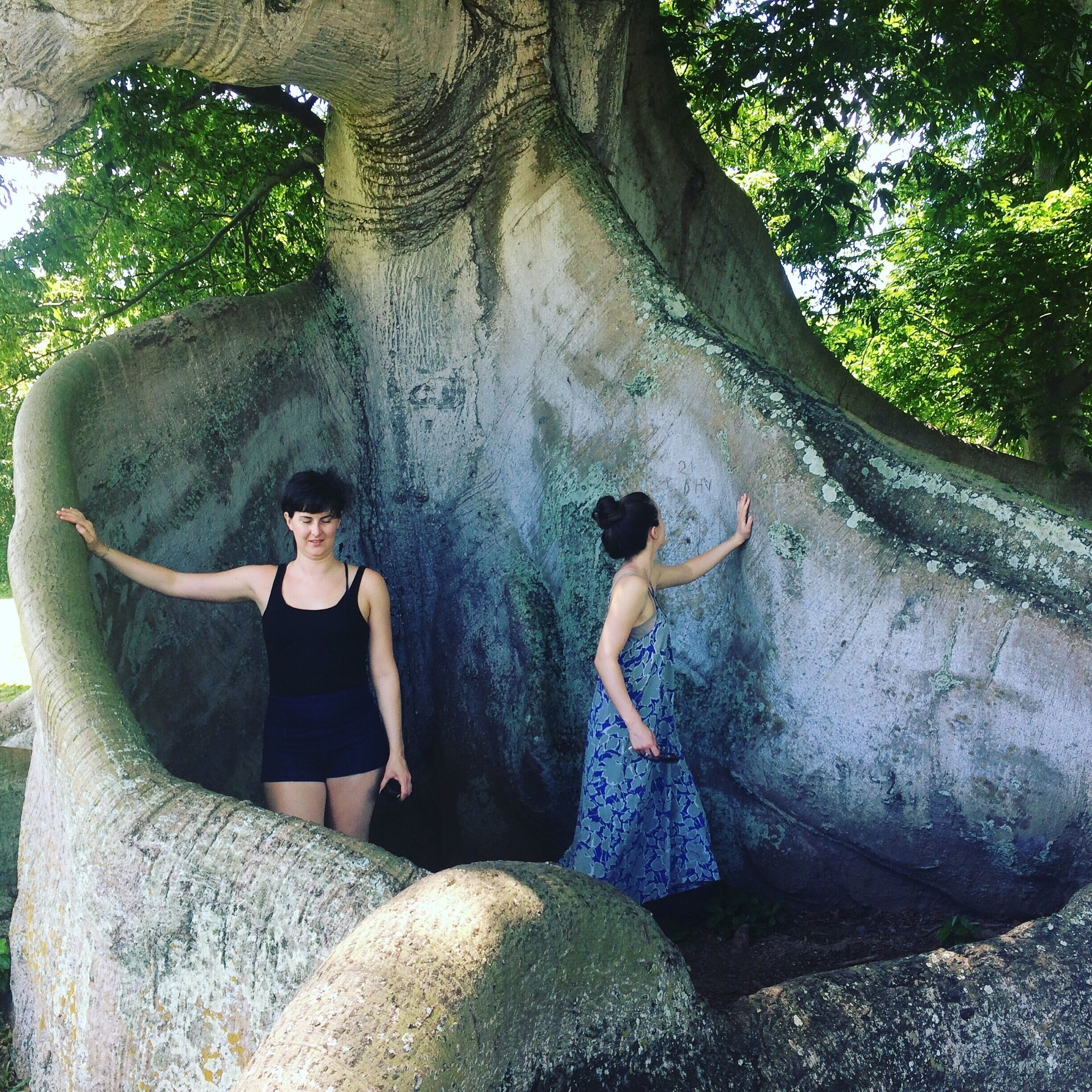 375 year old tree, beautiful and amazing. Never seen anything quite like it. Worth the stop, lots of wild horses around! 