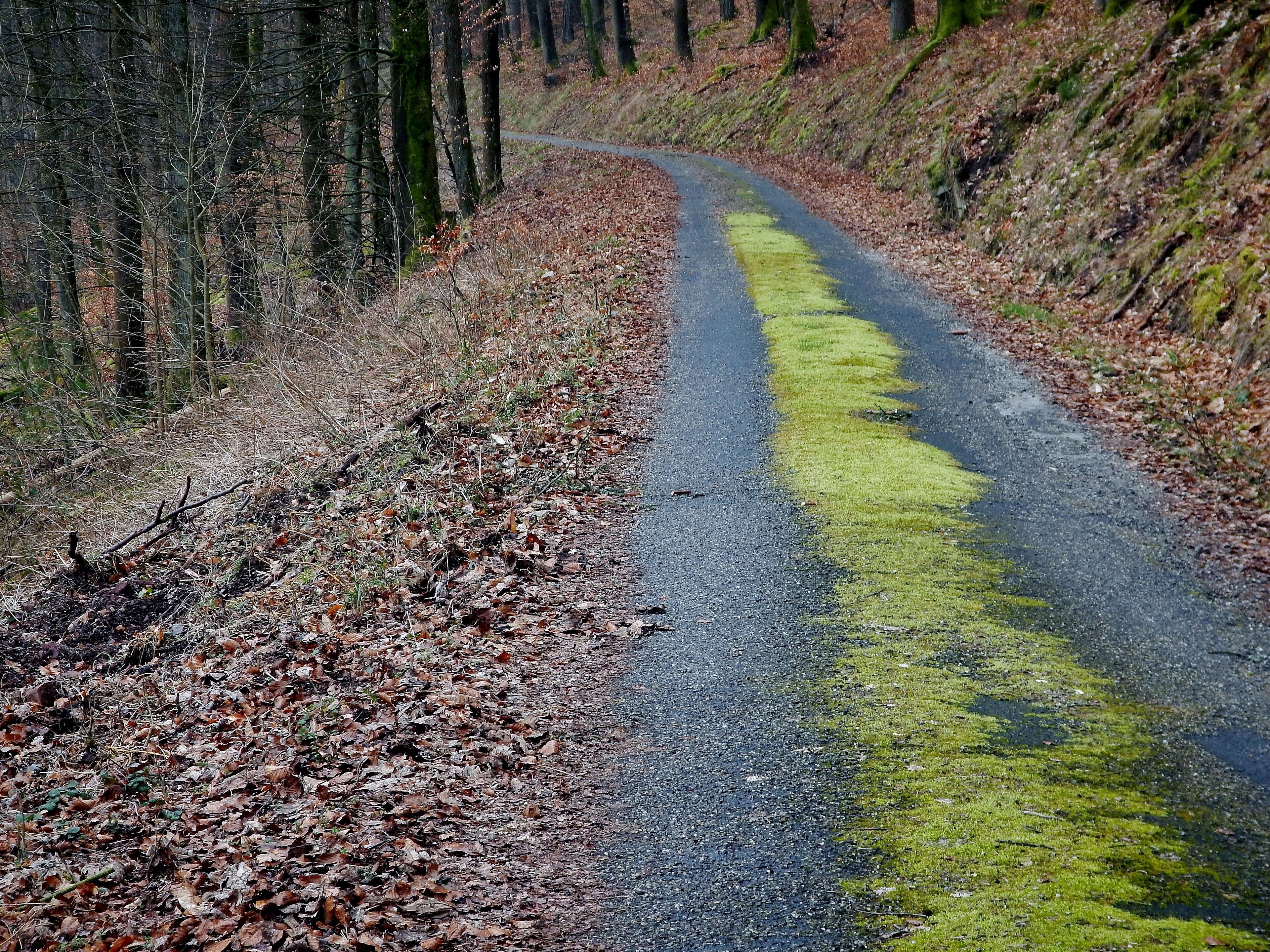 Neckartal-Weg, Odenwald-Madonnen-Weg, 3 Länder-Radweg, Burgenstraße, Paneuropa-Radweg, 3 Täler Radweg, Kurpfalzachse