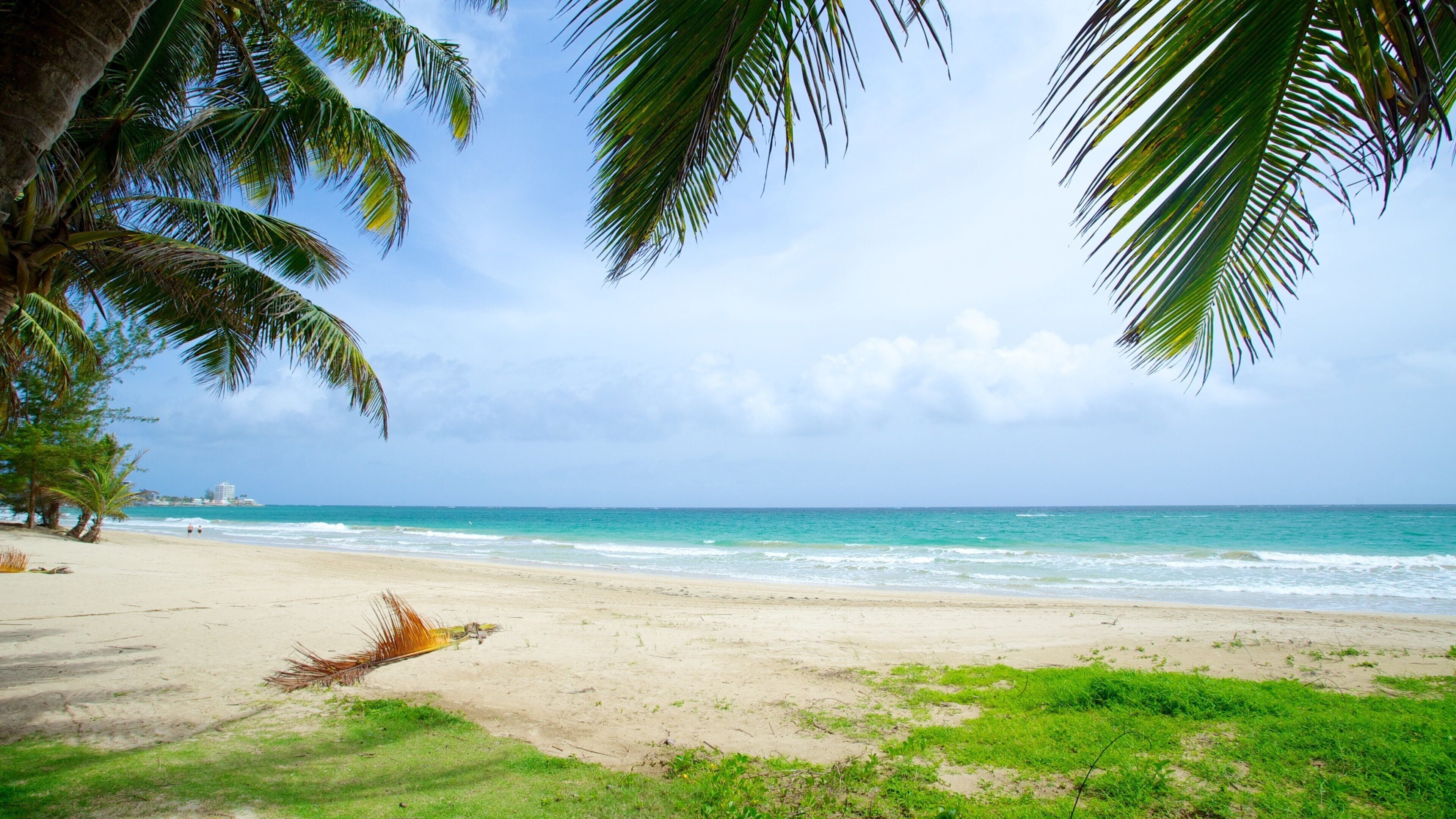 Isla Verde som visar tropisk natur och en strand