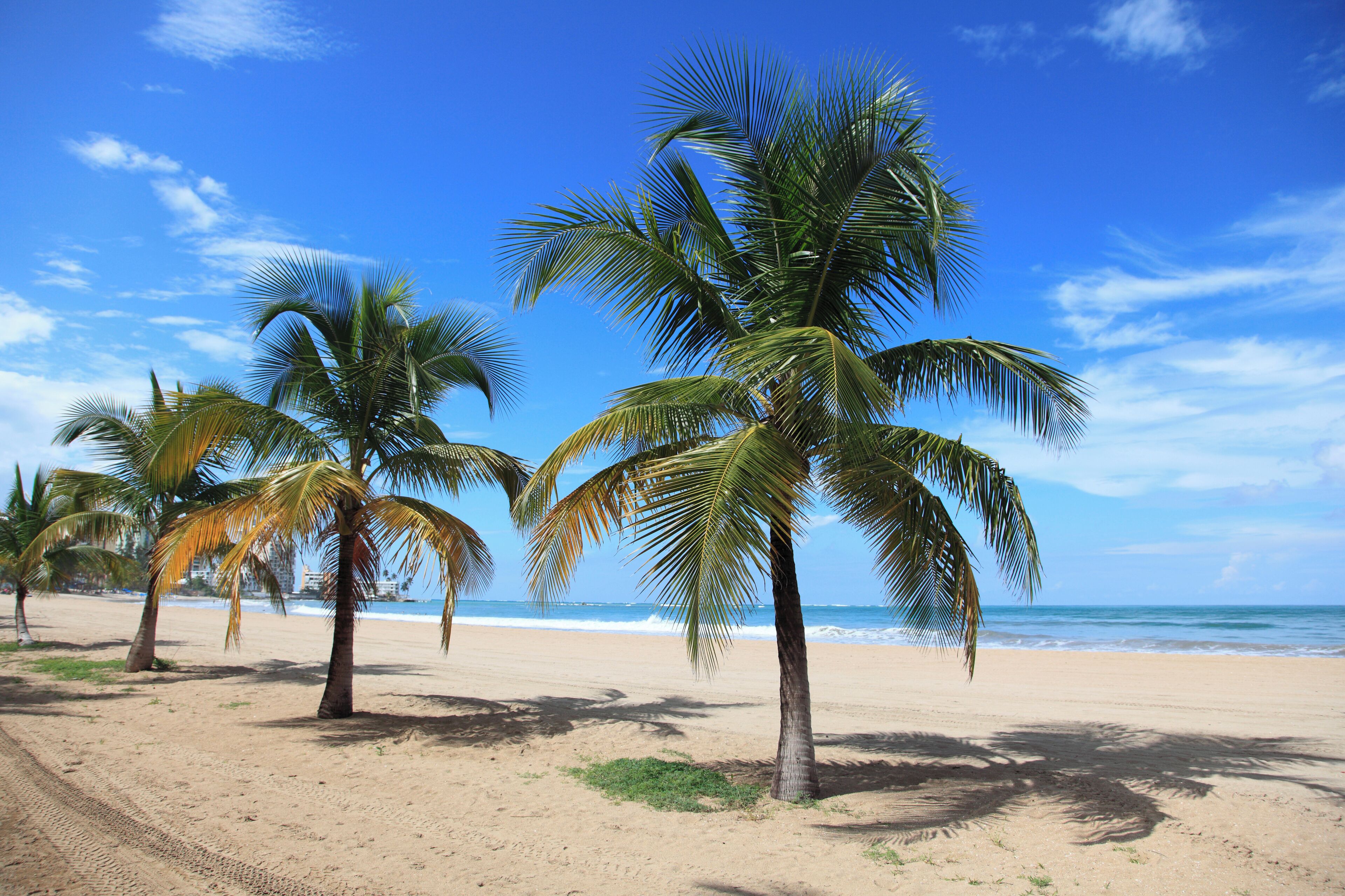 Una playa arenosa con palmeras y cielo azul despejado.