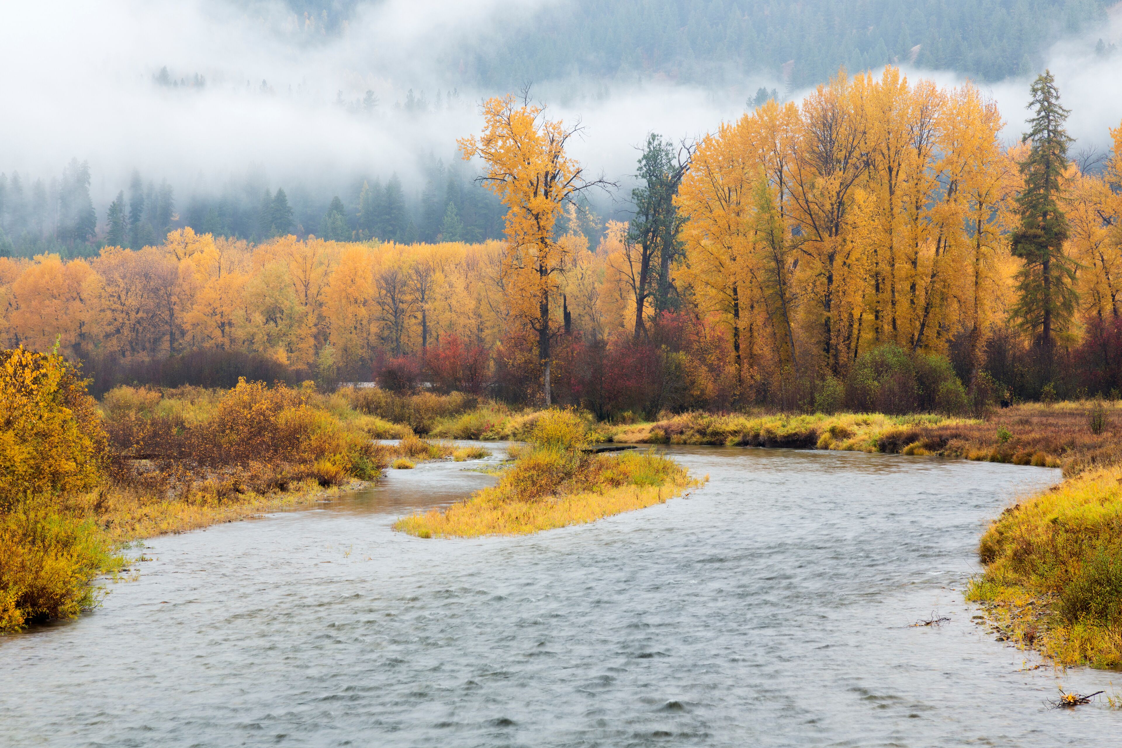 Montana, Mineral County, St. Regis River and trees with golden fall color
