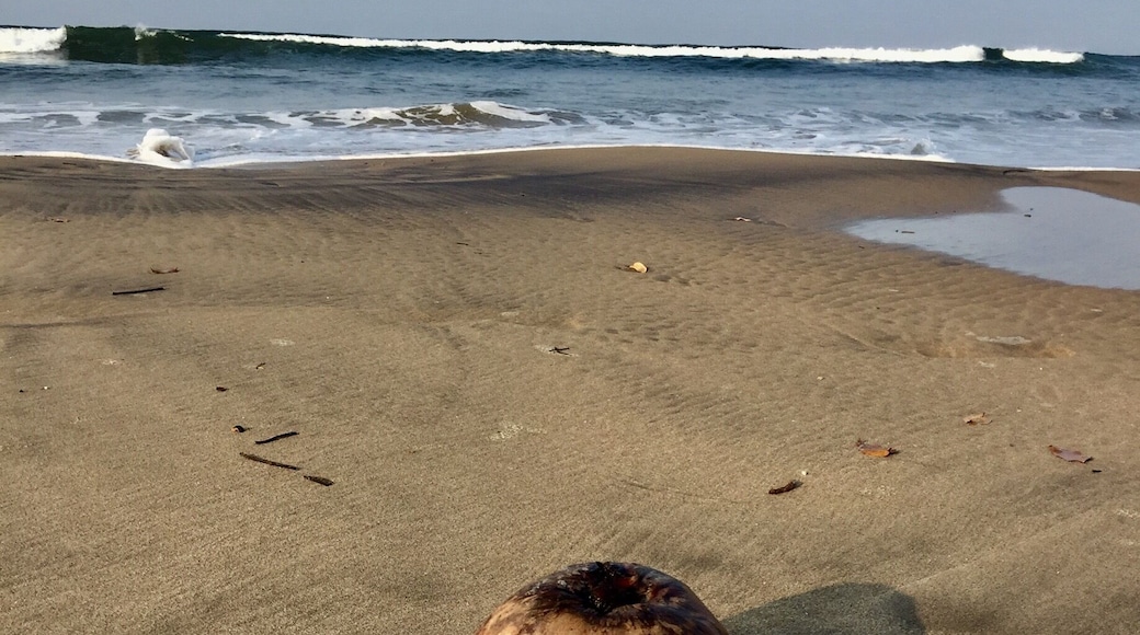 Morning walks on the beach are the best because you discover hidden treasures. I call this the lone survivor.
#beachbound #beach #goa #morningwalk #calm #coconut