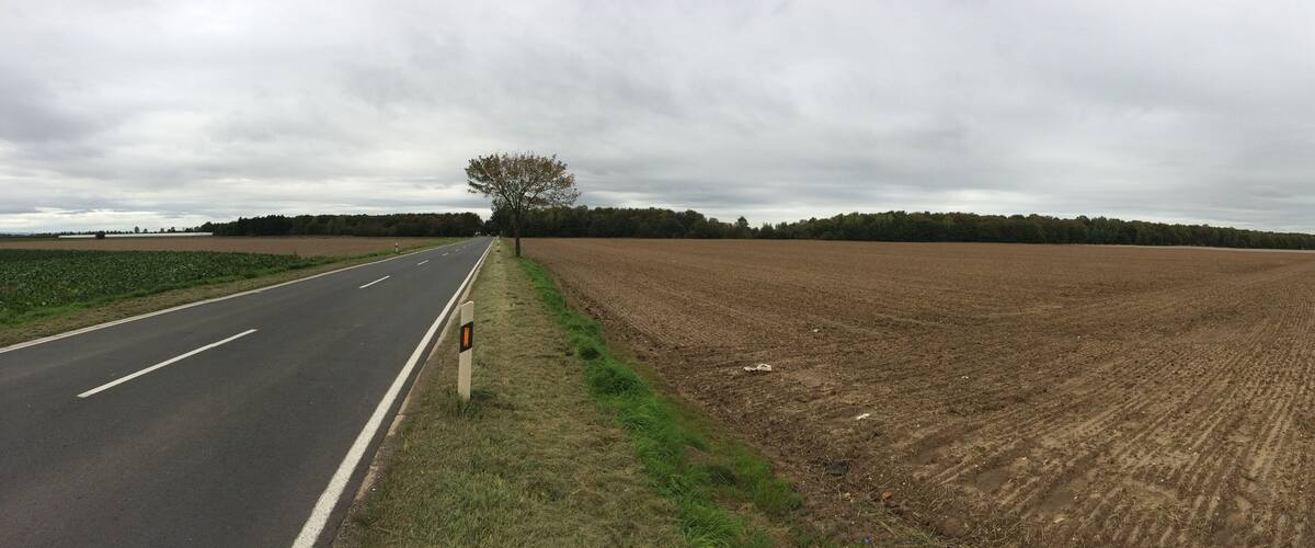 A rural road with fields on either side and a tree in the distance.