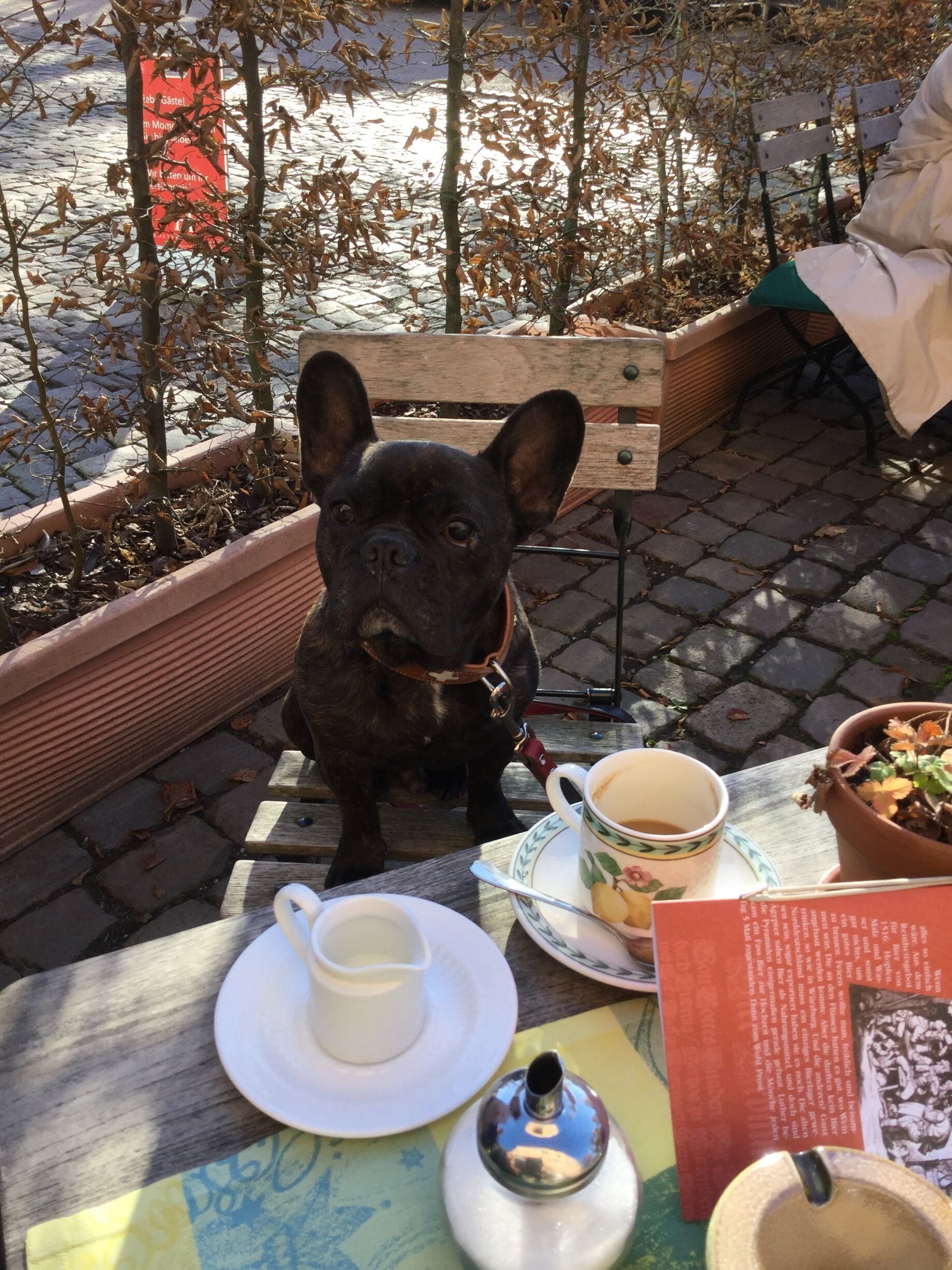 On a cold automn's day sitting outside the 'Klosterschenke', wrapped in a warm blanket, enjoying a good cup of coffee and a piece of applecake with my favourite hiking friend Balli. Don't tell him he's a dog!