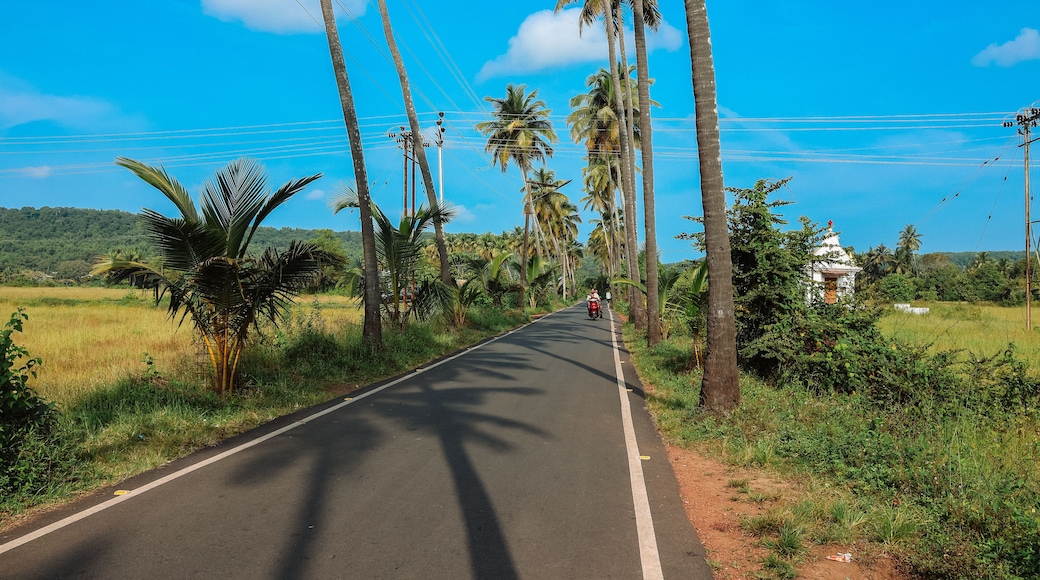 Uma estrada rural ladeada por palmeiras e um edifício branco.