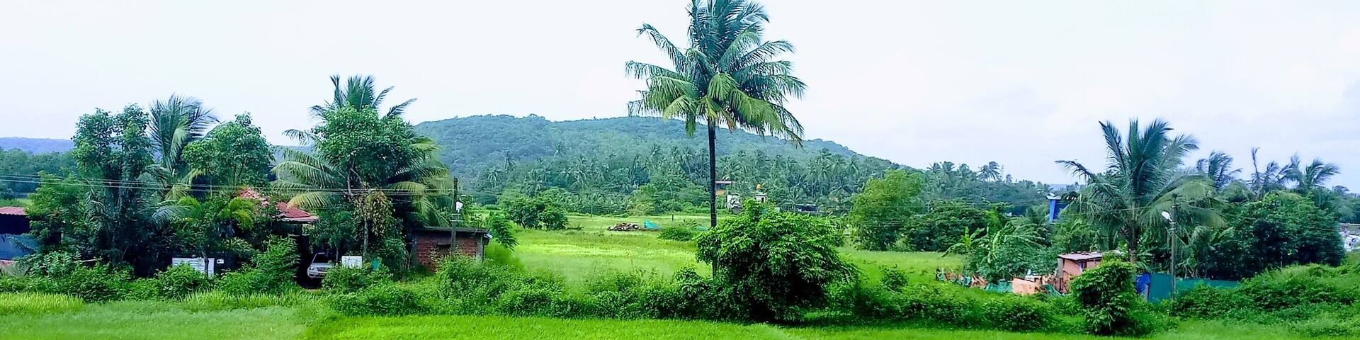This the paddy fields...Goa in the month of August...the monsoons just ebbing away..