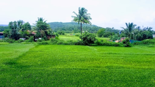 This the paddy fields...Goa in the month of August...the monsoons just ebbing away..